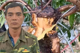 Thủ phạm hủy hoại hàng trăm cây đào thế của người dân huyện Mê Linh đã bị bắt
