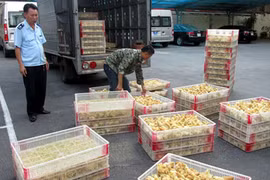 Tiêu hủy 12.000 con gà giống nhập lậu từ Trung Quốc