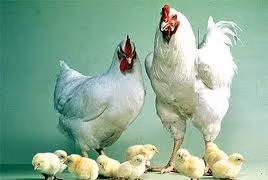 Bố mẹ biến con thành "những chú gà công nghiệp"