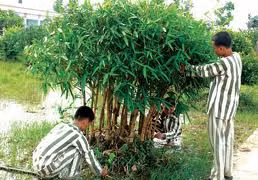 Nghe tin chết người, sát nhân tuổi teen bước không nổi