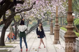Ngắm cánh ban đổi mầu trong tia nắng