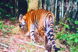 Đạp mây Pù Mát, “săn” hổ Đông Dương