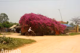 "Cô" Đích kỳ tài "bắt" được... 30 nghìn con ma