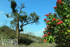 Kỳ bí lễ cúng thần trạng nguyên 