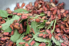 “Đại tiệc” côn trùng ở miền Tây Bắc