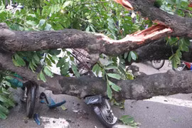 Cây đổ đè chết 2 người 