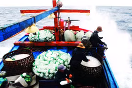 Một ngư dân gặp nguy vì vây cá xuyên mu bàn chân