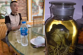 Khởi tố quản lý nhà hàng buôn bán trái phép động vật hoang dã