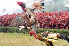 Chọi gà thời nay