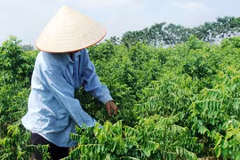 Hãi với rau ngót “tắm” thuốc trừ sâu 