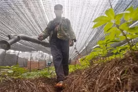 Đông dược Trung Quốc “đẫm” thuốc trừ sâu