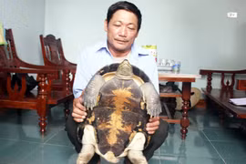 Nghệ An: Rùa nặng 12kg bò vào nhà dân