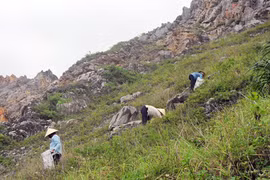 Bám đá “săn” rêu đặc sản