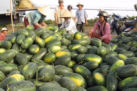 “Vị đắng” của dưa hấu