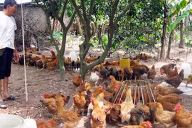 Thực phẩm sạch vẫn khó tiêu thụ
