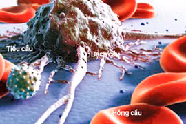 Ung thư máu trẻ em ngày càng tăng nhanh