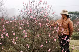 Đào cười, người héo