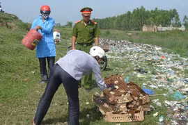 Tiêu hủy hơn 600 gà giống nhập lậu