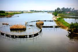Trà Quế - đậm đà gia vị Hội An