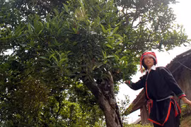 Huyền thoại rừng chè trên… mây