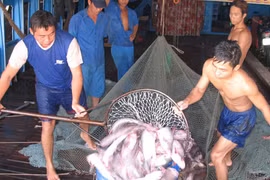 Doanh nghiệp, người nuôi cá “khát” tiền 