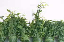 Mùa rau rừng xứ Lạng