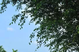Thêm cơ hội cho nhà đầu tư