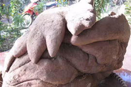 Xôn xao tin củ khoai có hình dáng kỳ lạ