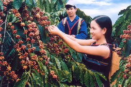 Tìm giải pháp đòi lại thương hiệu cà phê Buôn Ma Thuột