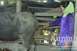 Xuất hiện nạn chặt trộm đuôi trâu