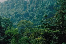 Làm người tiền sử giữa rừng nguyên sinh
