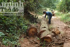 Hàng chục hécta rừng bị chặt phá