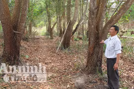 Đắk Lắk: Thu rừng dân trồng để… giao cho doanh nghiệp