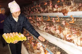 Chăn nuôi điêu đứng vì cúm gia cầm