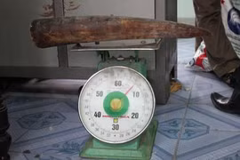 Mở rộng điều tra vụ buôn bán 75 ngà voi