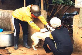 Hà Nội ghi nhận một ổ dịch dại trên chó cảnh tại phường Bồ Đề, 5 người bị cắn