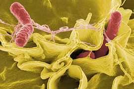 Nguyên tắc cơ bản phòng ngừa nhiễm khuẩn salmonella