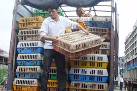 Vỗ béo gà bằng kháng sinh