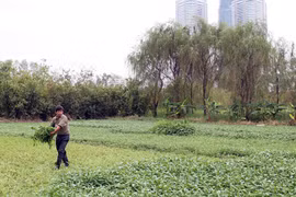 Quyết liệt thu hồi đất dự án hoang hóa 