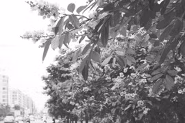 Phố Hạ