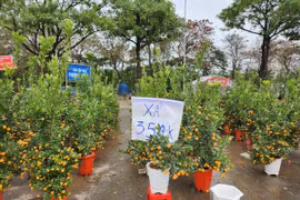 Trưa 30 Tết: Đào, hoa Tết đại hạ giá 