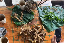 Tiêu hủy 148 cây giống giả sâm Ngọc Linh bán trên thương mại điện tử 