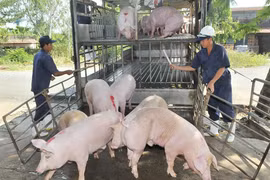 Giá lợn hơi phục hồi mạnh, tăng 9.000 đồng/kg