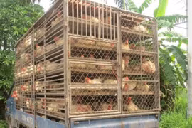 Đề phòng lây lan cúm gia cầm, không buôn bán, vận chuyển trái phép gia cầm qua biên giới