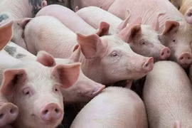 Giá lợn hơi giảm xuống dưới 60.000 đồng/kg