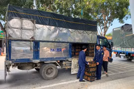 Xe ô tô biển kiểm soát Hà Nội chở 350 kg quýt mốc xanh, không rõ nguồn gốc đi tiêu thụ