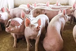 Giá lợn hơi giảm mạnh, mất mốc 80.000 đồng/kg