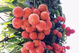 Vải thiều Lục Ngạn năm nay dự kiến đạt 98 nghìn tấn