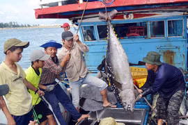 Một số mặt hàng hải sản Việt Nam đối mặt nguy cơ bị cấm nhập khẩu vào Mỹ