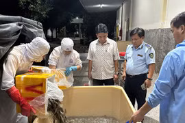 Chặn gần 700kg tôm chứa tạp chất đang lưu thông trên thị trường